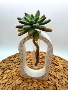 Propagation Vase - Arch