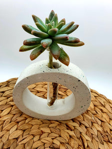 Propagation Vase - Oval